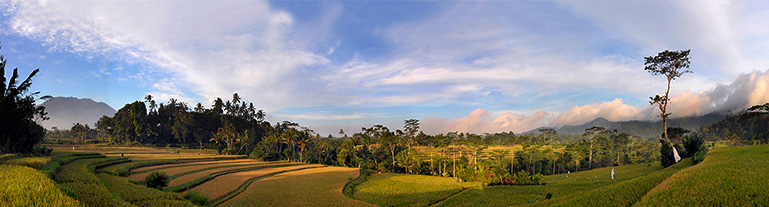 Rýžové terasy severně od města Ubud. Střední Bali, Indonésie.