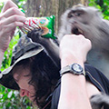 indonésie: U vstupu do Monkey Forest nám bylo doporučeno přečíst si pokyny pro návštěvníky. Učinili jsme tak a zasmáli se. A až později pochopili, že byly míněny vážně :) Malý fotopříběh znázorňuje, jak to vypadalo, když Mili chtěla krmit opičky BeBečky.