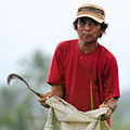 indonésie: Práce na polích - někde se odváží celé snopy, někde se pytluje jen vymlácená rýže.