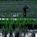 indonésie: Se soumrakem lze nalézt mezi políčky lampy, byť výjimečně.