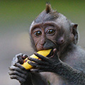 indonésie: Návštěvníci mají možnost zakoupit si banány, o které jsou pak brutálně obráni. Ale kdo by pro ty krásné prťavé opičky něco neudělal, že?