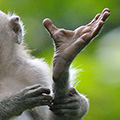 indonésie: V Ubudském opičím lese žijí makakové dlouhoocasí, v angličtině krásně nazývaní *Crab-eating Macaque*. Výborně šplhají po stromech - zde je vidět, jak mají k uchopování parádně uzpůsobené i spodní končetiny.