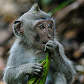 indonésie: Mládě makaka.
