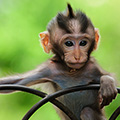 indonésie: Young apes are courious, but they dont leave mother or its group.
