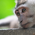 indonésie: Vyhřívání se na sluníčku a vzájemné probírání srsti bylo typické pro mladé opice.
