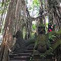 indonésie: Vysoké členité stromy s lijánami na rozmanitém terénu tvořily v parku dojem pralesa.