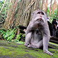 indonésie: Často opice jen seděly a zíraly, jak turisti plynou kolem.