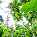 indonésie: Na dně údolí se rozprostírala džungle, tvořená banánovníky, kakaovníky a dalšími rozličnými rostlinami. Skrze vedla úzká vyšlapaná pěšinka.