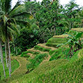 indonésie: Narrow and steep valleys brings small and narrow paddies.

