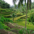 indonésie: Krom rýže jsme občas narazili i na zeleninovou zahrádku.