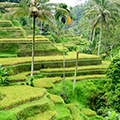 indonésie: Rýžová políčka.