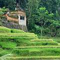 indonésie: Rice paddies;
