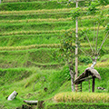 indonésie: Rice paddies;
