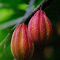 indonésie: Cocoa plant berry.
