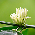 indonésie: Velmi zajímavě kvetoucí rostlina potěšila svou bílou barvou.