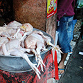 indonésie: Chlazené kuře, prosím. Hmm, máte jen v pokojové teplotě? A ty mouchy tam? Ničemu nevadí, říkate? :)