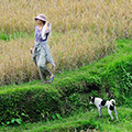 indonésie: Cesty skrze rýžové terasy vedou jen a pouze po úzkých hrázích.