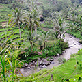 indonésie: Tak tohle že jsou ty slavné Sayanské terasy? No viděl jsem lepší fotografie...
