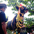 indonésie: Na dalších nosítkách je obří kráva. Do jejích útrob bude nebožtík v chrámu uložen a spálen.