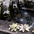 indonésie: Offerings at water pool, Goa Gajah.
