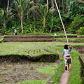 indonésie: Hned vedle zahrad začínala klasická místní divočina, obklopující rýžová políčka.