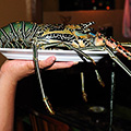 indonésie: Our luxury dinner - three pound lobster! Kerti Inn, Padang Bai.
