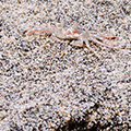 indonésie: Local crabs are well camouflaged.
