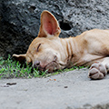 indonésie: Sleeping guard dog :)
