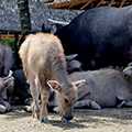 indonésie: Livestock freely pasturing at village.
