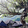 indonésie: Opravdu parádní strom.