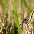 indonésie: Dragonfly on full-grown rice.
