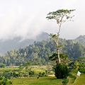 indonésie: Políčka, kopce a krásné solitérní stromy...