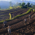 indonésie: Popojeli jsme k polím a koukali na pracující lid - a on na nás :)