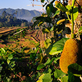 indonésie: Jack Fruit - vpravdě obří ovoce.