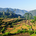 indonésie: V kaskádách rýžových polí je vidět, že někde je rýže připravena ke sklizni, zatímco někde je zoráno a připraveno na zasetí.