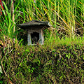 indonésie: Malá svatyňka v polích a schovaný bílý hlídač.