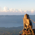 indonésie: Tihle opičáci si východy slunce užívají stejně jako lidi - které obírají o zbytky svačiny :)