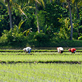 indonésie: Práce na polích.