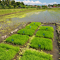 indonésie: Sample rice growth?
