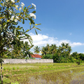 indonésie: Wildly growing and nicely blooming bush.

