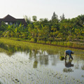 indonésie: Sázení rýže - úmorná nikdy nekončící práce.