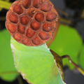 indonésie: Matured lotos seedling.
