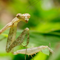 indonésie: Small mantis that posed for photografy in the garden.
