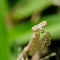 indonésie: Small mantis that posed for photografy in the garden.
