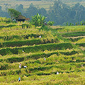 indonésie: Čas sklizně na rýžových polích.