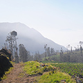 indonésie: Stromům se tu moc nedaří, ale na polích je zeleno. I přes tu zimu.
