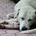 indonésie: Dogs are to be found in great numbers throughout Bali. Although the bark on invaders they are more afraid than aggresive. Rarely treated as pets, they live hard lives taking care od themselves and they look like that: skinny, dirty and beaten.

