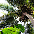 indonésie: Tohle ve střední Evropě moc nevídáme - dozrávající kokosy tyčící se nad banánovníky.